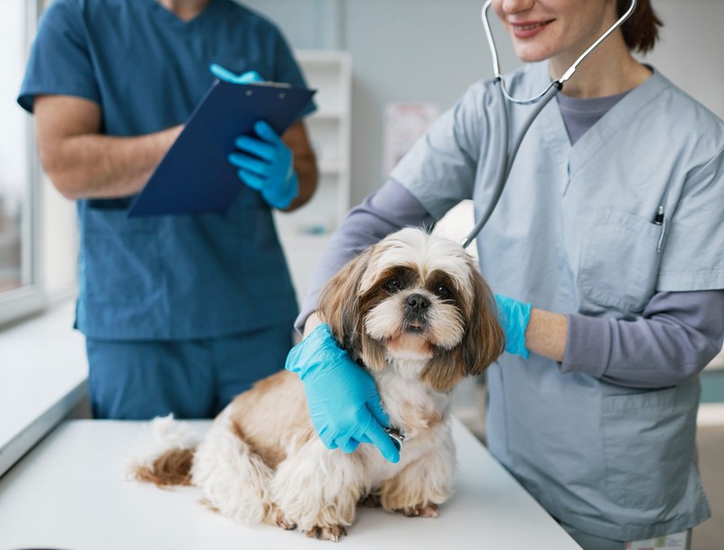 kutya, betegség, éves szűrővizsgálat