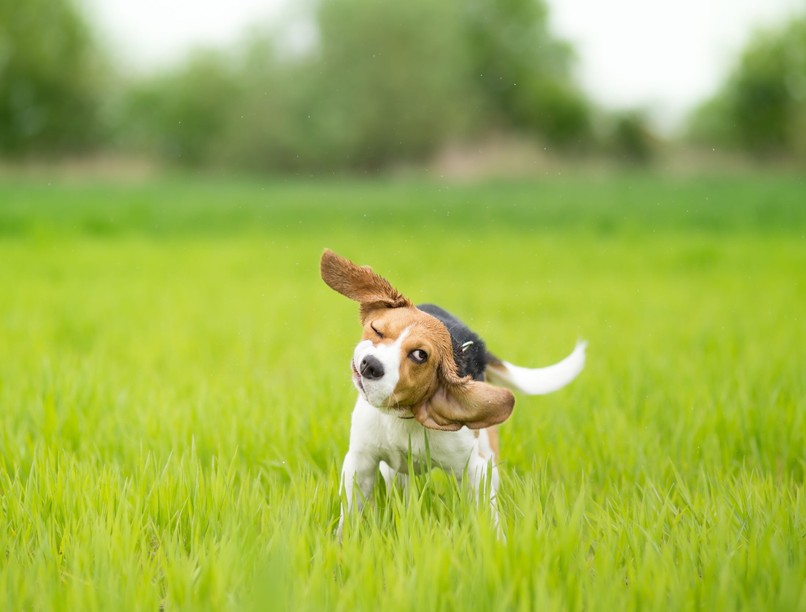 miért rázza a fejét a kutya
