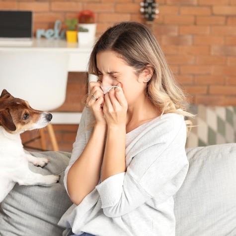 Miért erősödhetnek tavasszal az állatszőr allergiás panaszok? című cikk nyitóképe