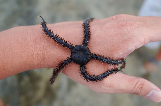 Tanulás agy nélkül? Ez az állat képes rá! Még csak fej sem kell hozzá