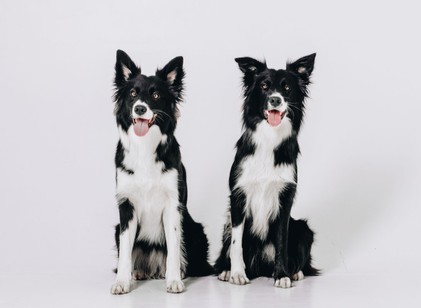 Milliókért klónozzák elhunyt kedvenceiket a hírességek című cikk nyitóképe