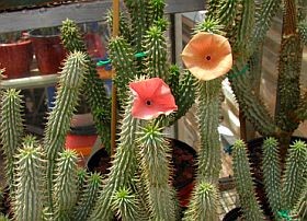 Vigyázat! Tiltott összetevő egy étrend-kiegészítőben!