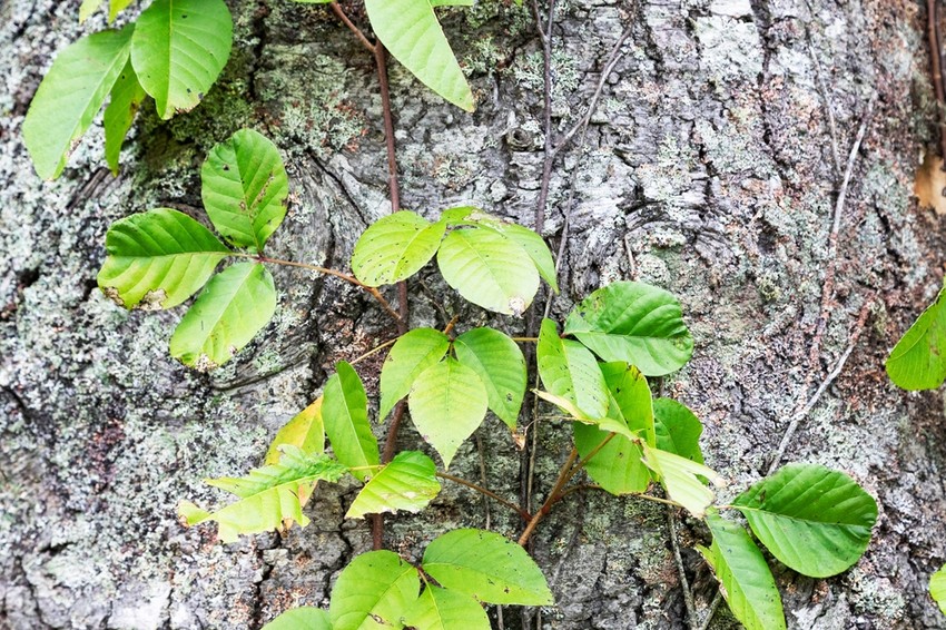 Amikor a bőre mérges borostyánhoz, mérges tölgyhez vagy mérges szumákhoz ér, viszkető kiütések jelentkeznek . A kiütés valójában allergiás reakció az urushiolra, egy növényi olajra. Az olajjal szennyezett tárgyak, például kerti szerszámok, ruhák vagy háziállatok bundájának megérintése is kiütést okozhat.