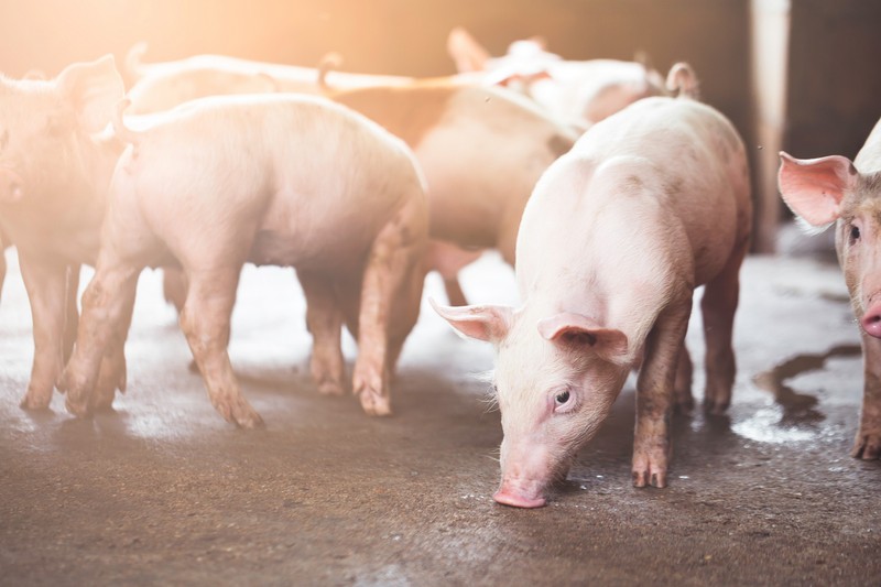 Sertések vírusfertőzésével szemben fejlesztenek új terápiás eljárást az SZTE részvételével