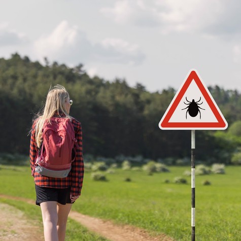 Új, invazív kullancsfaj terjed: súlyos, akár szervkárosodást okozó fertőzést is átadhat című cikk nyitóképe