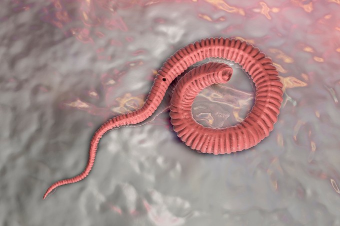 Észrevétlenül hatol a bőr alá ez a parazita – egyszerre ijesztő és ígéretes a féreg „lopakodó stratégiája” című cikk nyitóképe