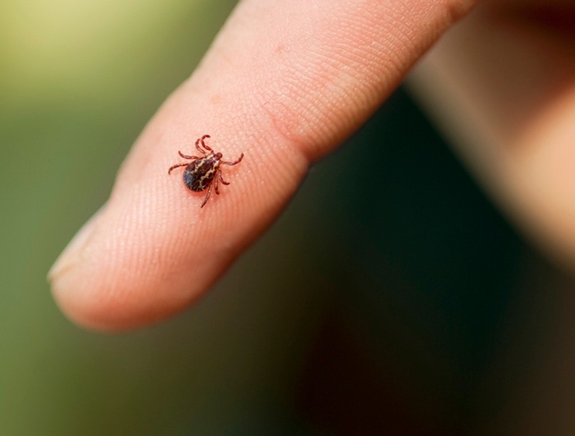 kullancs, kullancscsípés, Heartland-vírus, láz