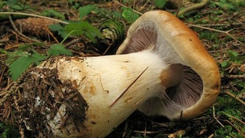 Cortinarius varius pokhalosgomba, gombamérgezés, tünetei, kezelése