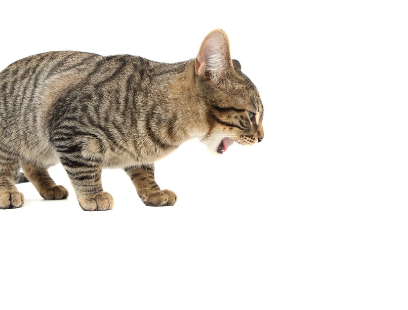 miért hány macskám