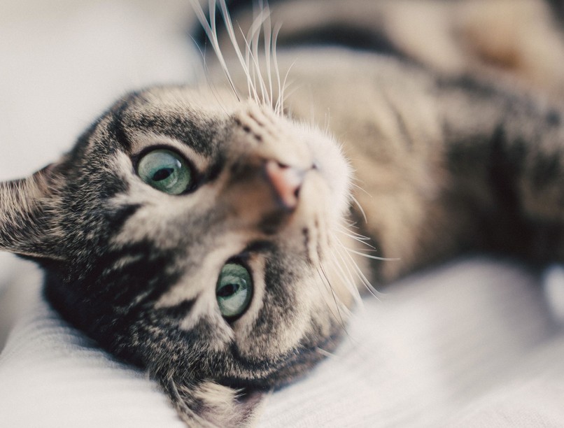 vadmacska cirmos házimacska hibrid