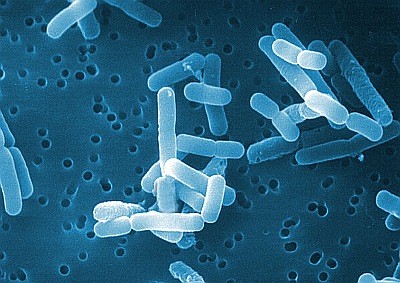 Csókosok figyelem! Egy csók = 80 millió baktérium :-)