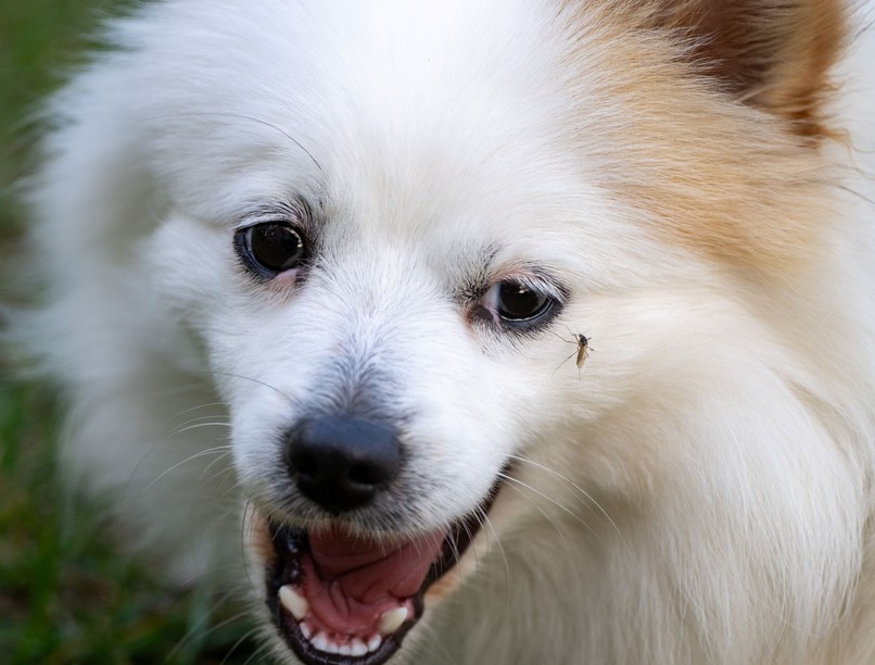 szúnyog szívférgesség dirofilaria kutya macska állatorvos