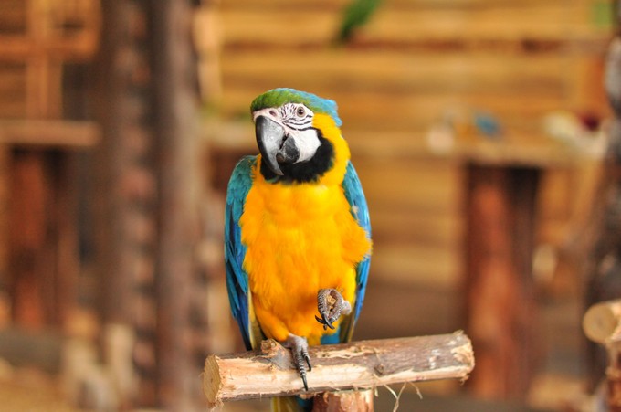 Papagáj chlamydia-val diagnosztizáltak egy fiatal férfit Kínában című cikk nyitóképe