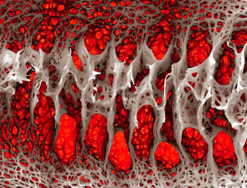érfalak, étrend-kiegészítő, gyógynövény, vitaminok, érszűkület, érrendszer
