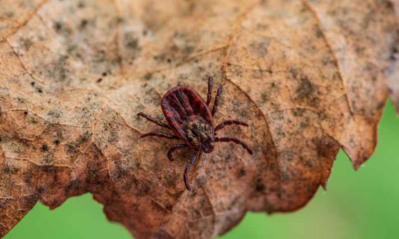 Ezt tegye, ha furcsa kullancsot talál