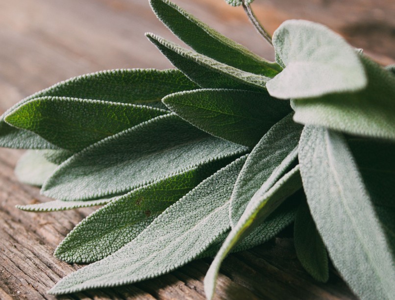 Zsálya, ízületi gyulladás, szívvédő, cukorbetegség