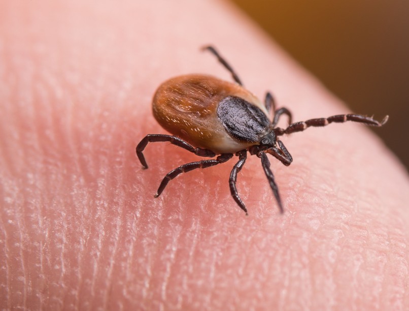 lyme kór elleni vakcina oltás kutatás kullancs