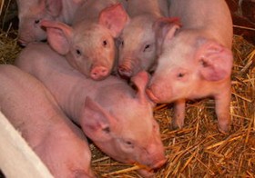 Szenzáció: disznóban nevelt szerveink...