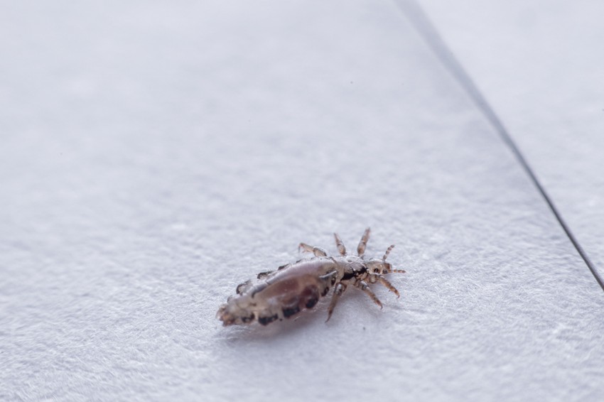 A tetvesség ma már ritka formája a ruhatetvesség (Pediculosis vestimentorum), kórokozója a (Pediculus vestimentorum). A ruhatetű a csípést követően a ruhák ráncaiban bújik meg.