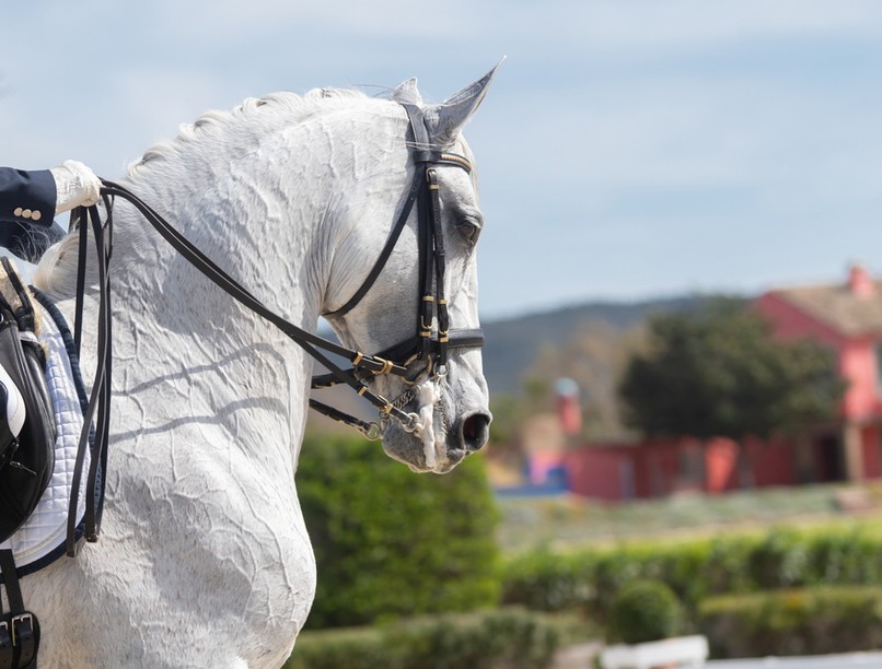 Nemzeti Díjlovas és Lovasterápiás Verseny terápiás versenyek program szűrés