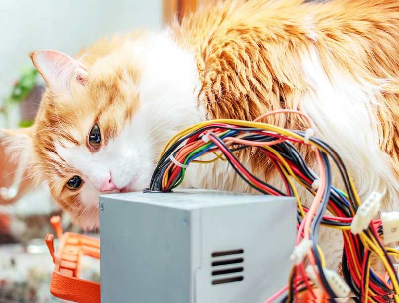 hacker, macska, egészségügyi rendszer