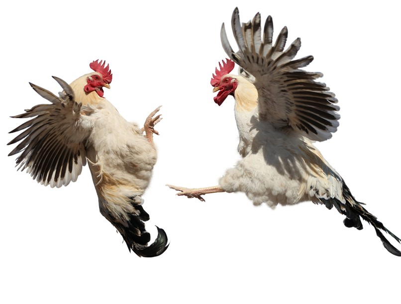 tömegverekedés, Lurdy-ház, konfliktus, ségélykérés, mentők,