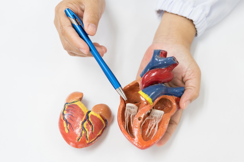 Egy egészséges felnőtt embernek átlagosan 60-at ver a szíve percenként (ezt az értéket bpm-nek rövidítik, a „beat per minute” után). Edzett embereknél és alvás közben ez ennél alacsonyabb is lehet, de ha egyik eset sem áll fenn, és más tünetek is jelentkeznek, ajánlatos utánajárni, miért is lehet ennél alacsonyabb a bpm.