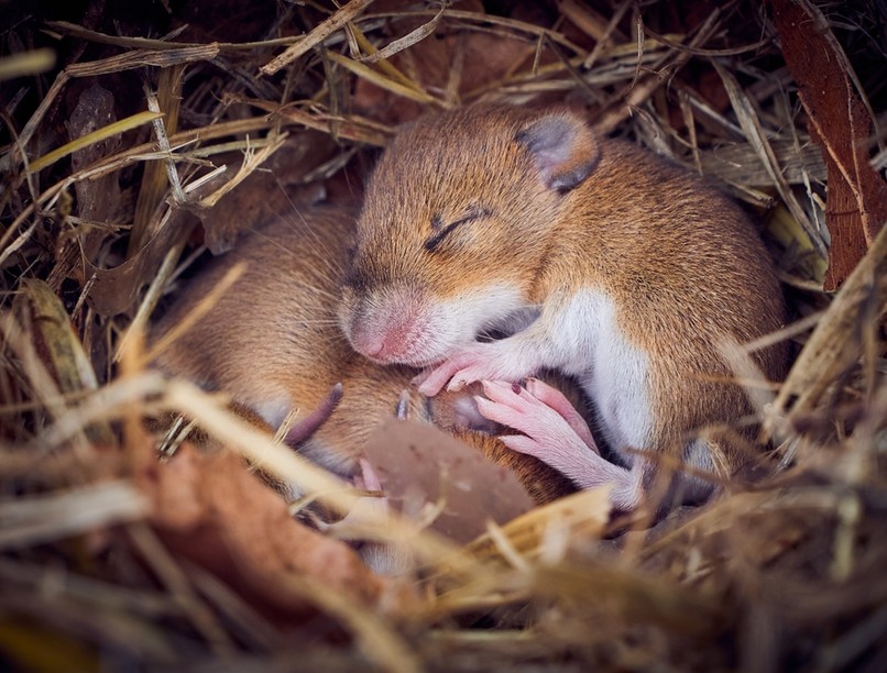 alvás, fáradtság, alvászavar, inszomnia