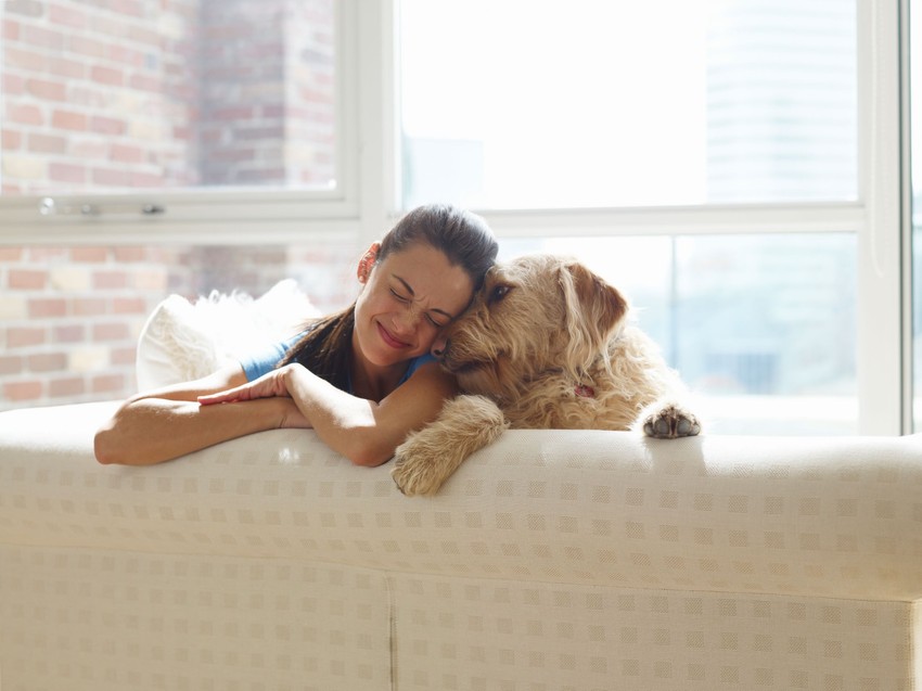 A kutyák hasonlóan kötődnek a gazdájukhoz, mint a gyerekek az édesanyjukhoz.