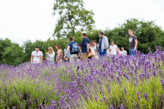 Indulnak Gyuri bácsi gyógynövénytúrái! Már lehet jelentkezni című cikk nyitóképe
