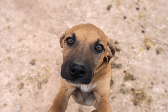 Kimerült, elkóborolt kutyának segítettek a mentősök Fonyódon