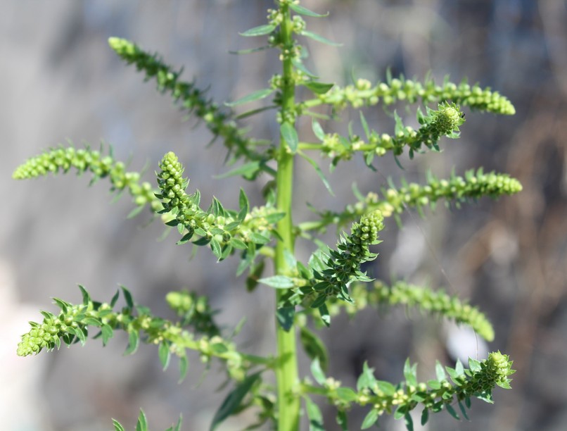 allergia parlagfű tünet
