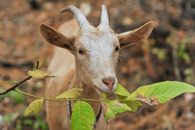Nébih: újabb településeken jelent meg Zalában a kiskérődzők pestise