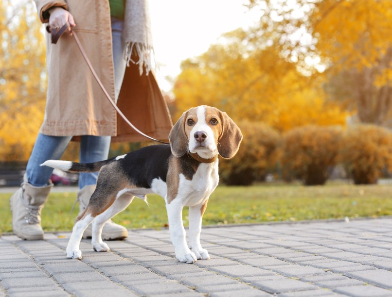 kutya sétáltatás egészség életkor