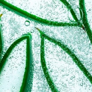 Veszélyazonosító listán az aloe vera, mert növelheti a vastagbélrák kockázatát című cikk nyitóképe