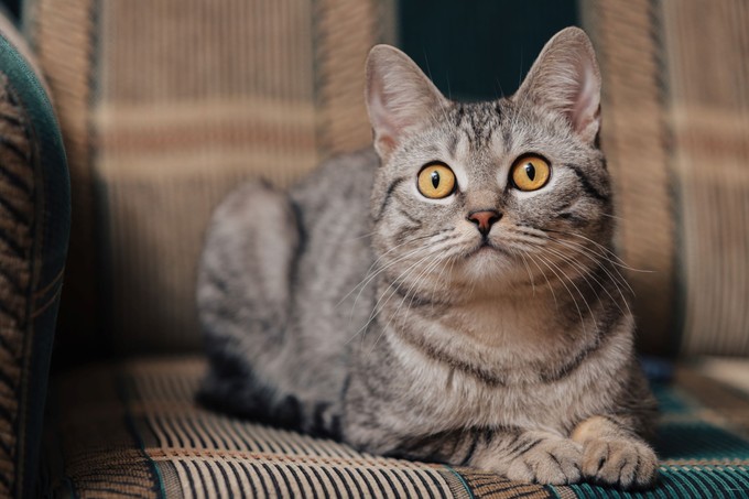 Miért bámul a semmibe a macska? Szellemvadászat vagy ösztönös viselkedés? című cikk nyitóképe