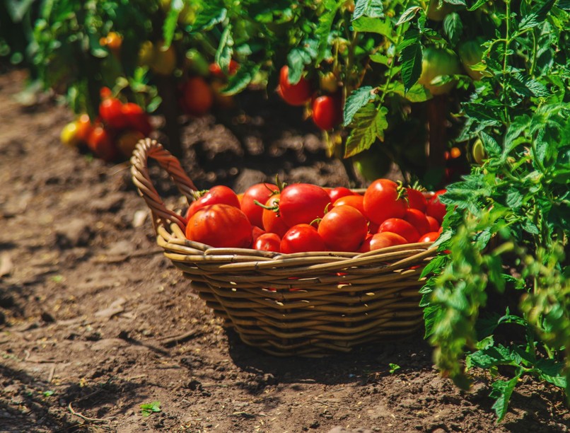 paradicsom föld tápoldat házi vegyszermentes tipp