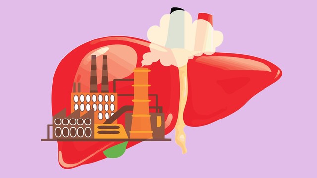 Hogyan regenerálódik a máj, és szüksége van-e egyáltalán a segítségünkre?