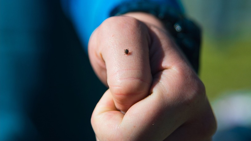 kullancs FSME-vírus Lyme-kór fertőzés krími-kongói vérzéses láz
