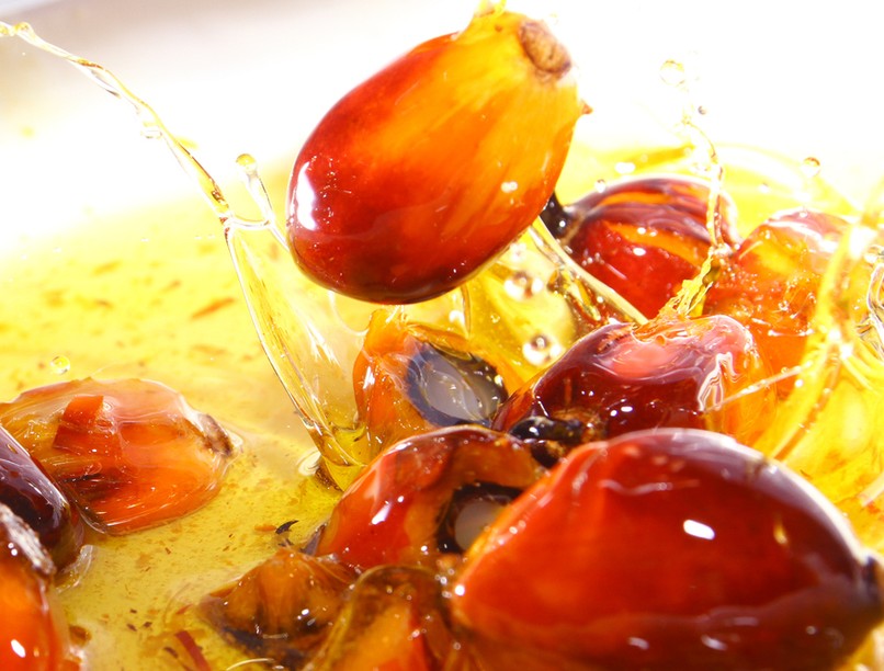 pálmaolaj, környezetszennyezés, erdőirtás, pálmafa