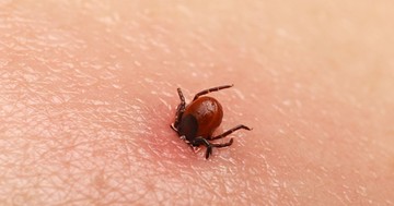  Kiket szeretnek jobban a kullancsok? Nem véletlenszerűen választanak 