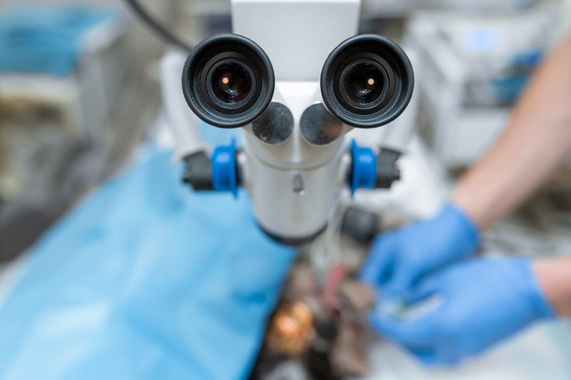 Lábszárból kivett ideggel mentették meg egy beteg látását a Semmelweis Egyetemen