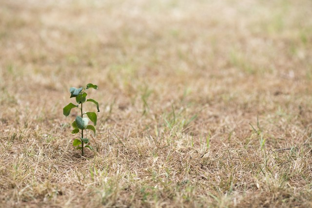 Magyarországon visszavonhatatlanul gyorsul a nyári felmelegedés, súlyosbodnak az aszályok