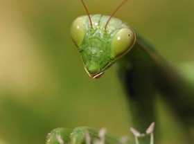 Antibiotikumot termel a rovarok agya