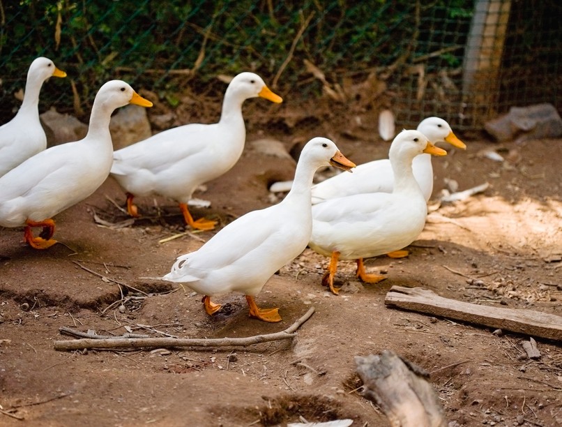 Bács-Kiskun vármegye madárinfluenza hírek
