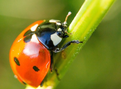 Katicabogárra bukkantak egy férfi vastagbelében a kolonoszkópia során című cikk nyitóképe