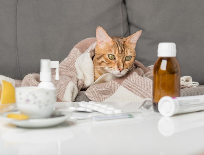 macskanátha, könnyező szem, megfázás