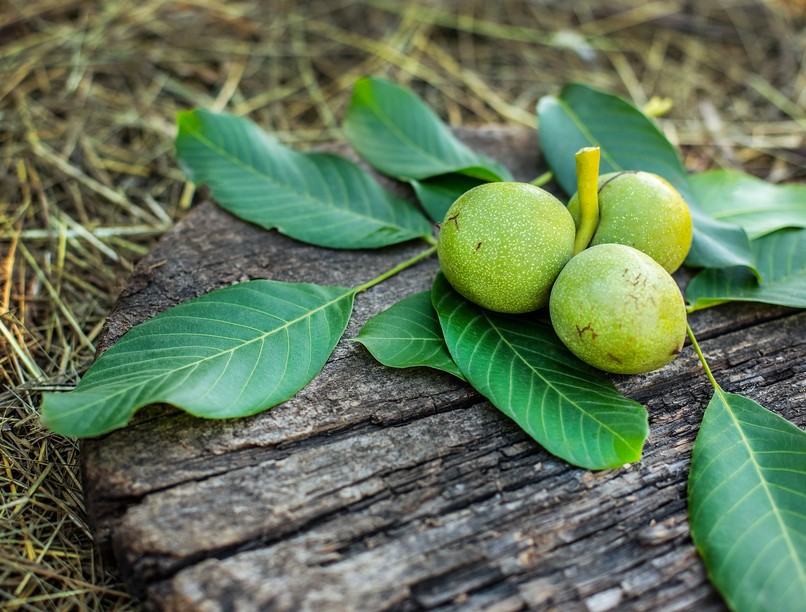 gyógynövény, dió, immunerősítés, orosz népi gyógyászat