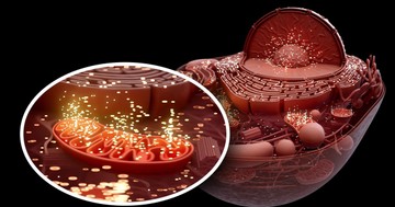  Hogyan terjed szét a szervezetben a rák? Megtalálták melyik sejtalkotótól függ a tumor, rákáttét viselkedése 