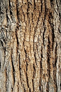 Az Alzheimer-eredetű memóriavesztés megfordítható?